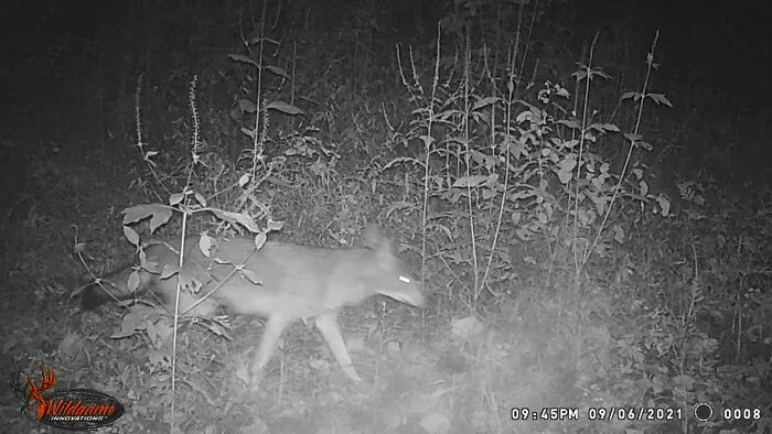 This Count? (Coyote)