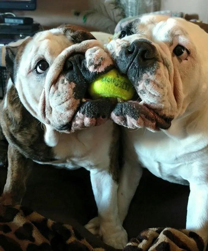 Mi hermana tiene la foto perfecta de sus bulldogs jugando a tirar