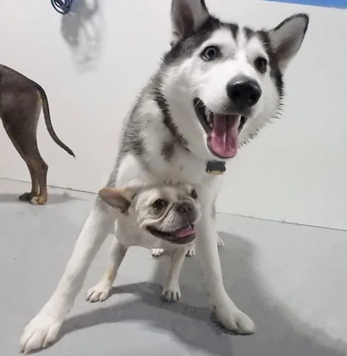 Adopté un bulldog francés para que mi husky tuviera un compañero de juego