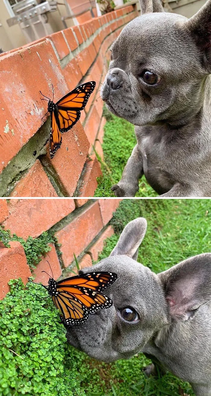 Did Not Eat My Small Friend