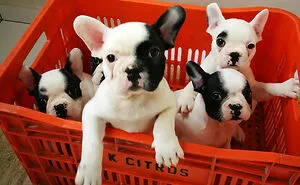 50 Cute Pics Of Bulldogs Prove How Common Stereotypes About Them Are Wrong