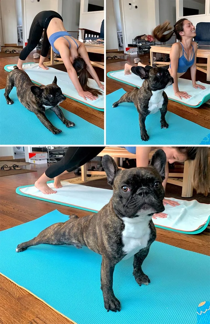Doga