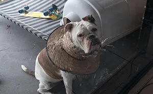 50 Cute Pics Of Bulldogs Prove How Common Stereotypes About Them Are Wrong