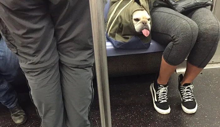 Back During My Morning Commute I Spotted This Lovely Derp