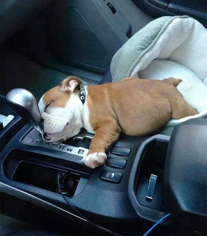 Este cachorro de bulldog inglés necesita una siesta