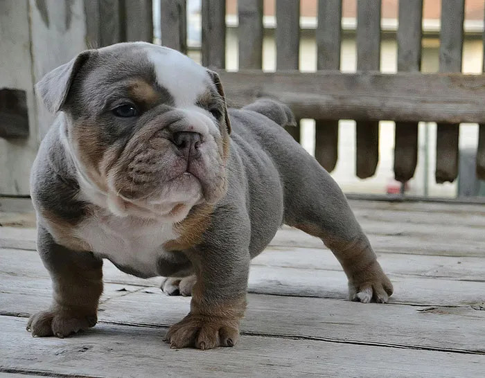 Mi viejo cachorro de bulldog inglés Hœnir