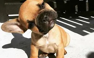 50 Cute Pics Of Bulldogs Prove How Common Stereotypes About Them Are Wrong