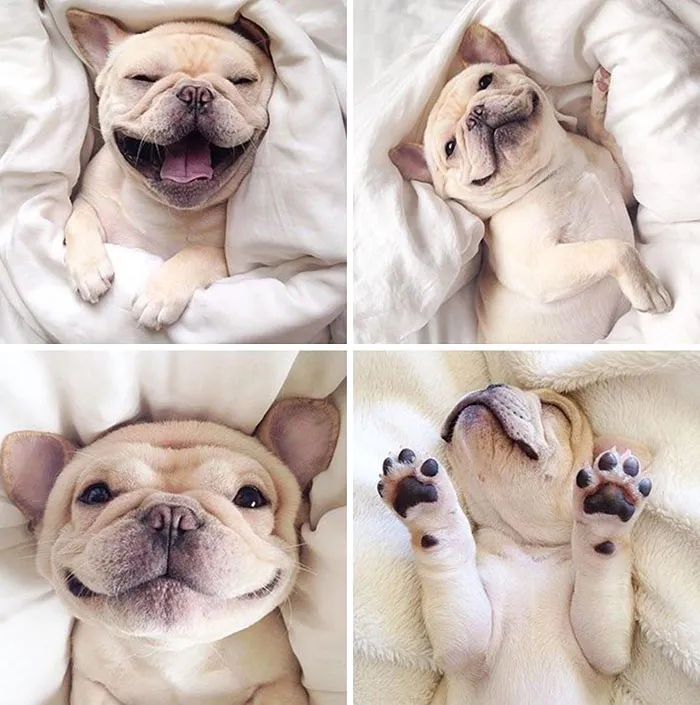 This Is Milo, A Narcoleptic Bulldog Who Is Too Precious For This World