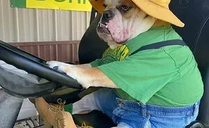 50 Cute Pics Of Bulldogs Prove How Common Stereotypes About Them Are Wrong