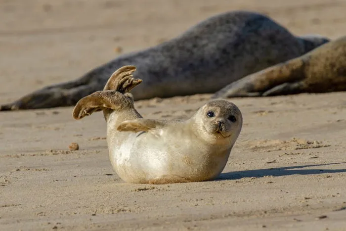 Seals Will Perform The Banana Pose When They Are Feeling Safe And Content