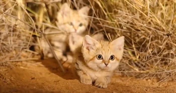 Sand Cats Specialize In Surviving In The Desert