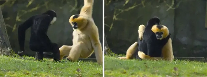 Los gibones son uno de los únicos primates no humanos que practican la monogamia