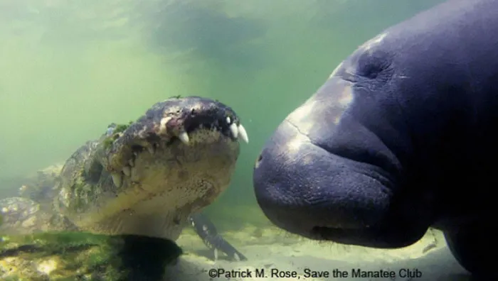 Manatees Have No Significant Natural Predators And Can Be Found Co-Existing Peacefully With Gators