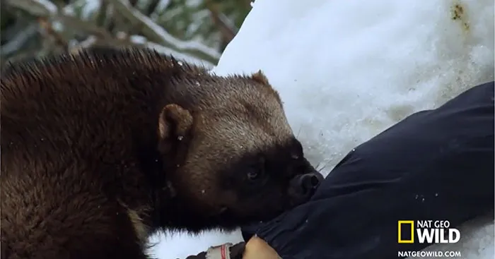 Wolverines Can Be Taught To Rescue Avalanche Survivors