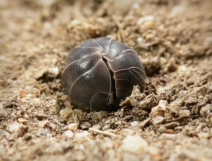 New Study Shows “Rollie Pollies” Remove Heavy Metals From Soil And Protect Groundwater. Thank You To These Little Helpers!