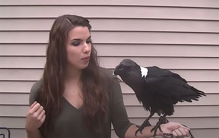 Ravens Are Capable Of High-Quality Imitation Of Human Speech