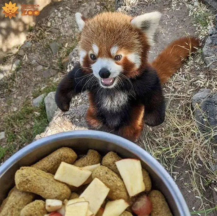 Red Pandas Can Stand On Their Hind Legs To Make Themselves Appear Larger