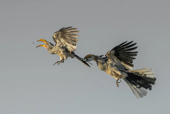 Birds In Flight: ‘First Come First Served’ By Hannes Lochner (Bronze)