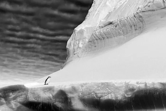 Black And White: ‘Chinstrap Penguin’ By Renato Granieri (Gold)