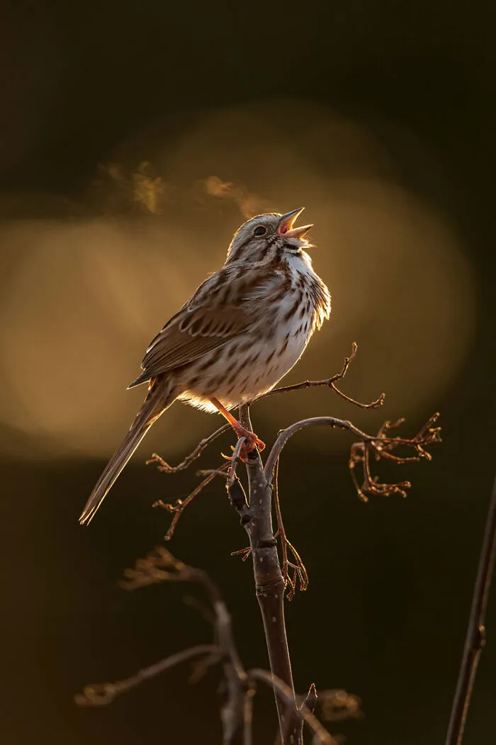 Highly Commended: Brad James – Morning Breath