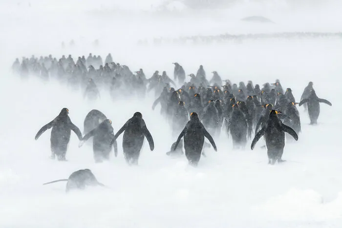 Highly Commended: Ben Cranke – The Blizzard (Birds In The Environment)