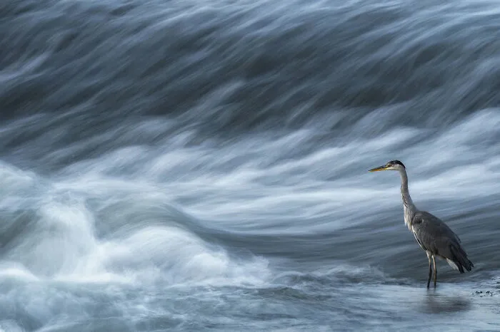 Highly Commended: Basileo Stanislao – Waiting For Prey (Birds In The Environment)
