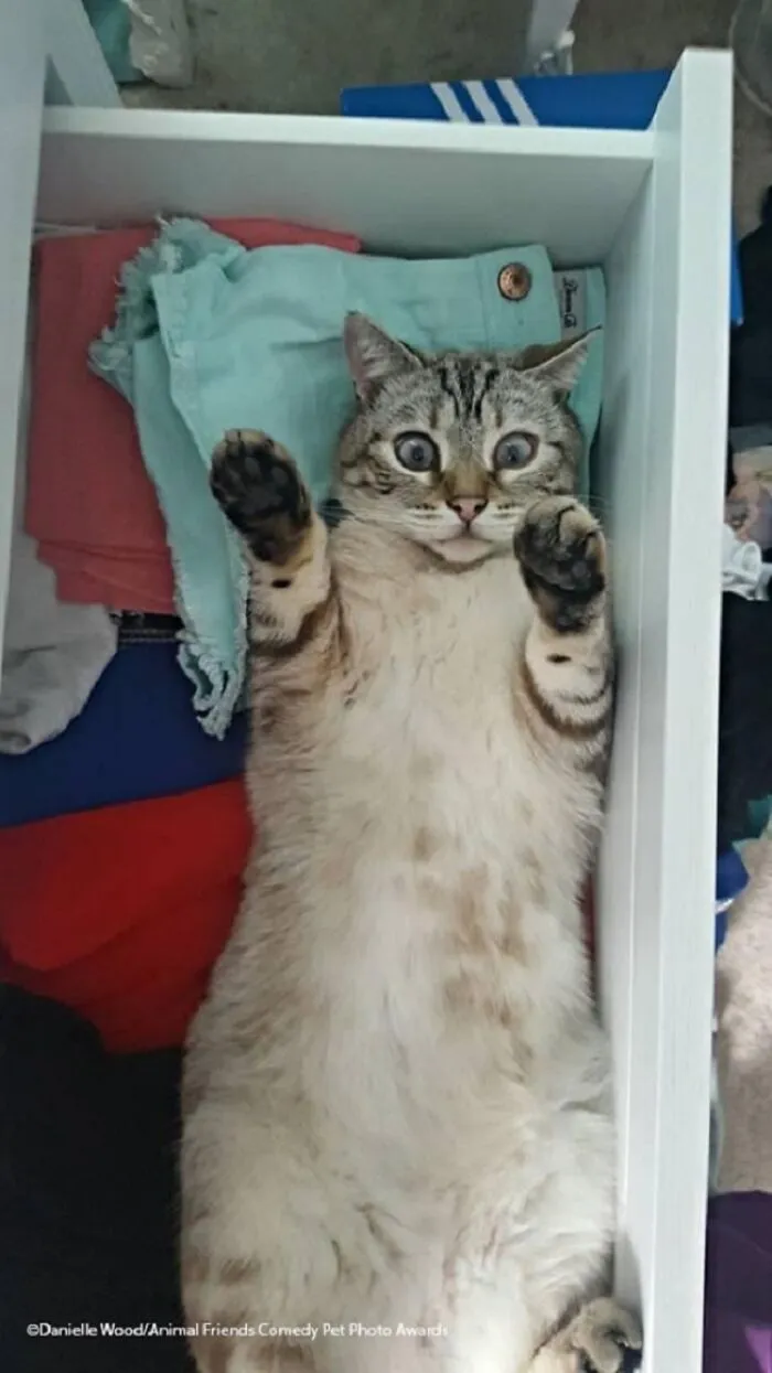 Caught Red-Pawed By Danielle Wood