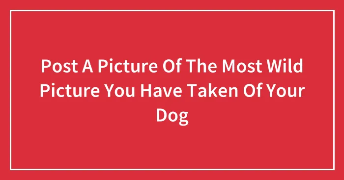 Post A Picture Of The Most Wild Picture You Have Taken Of Your Dog