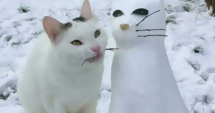 Hey Pandas, Post The Wildest Picture Of Your Pet (Closed)