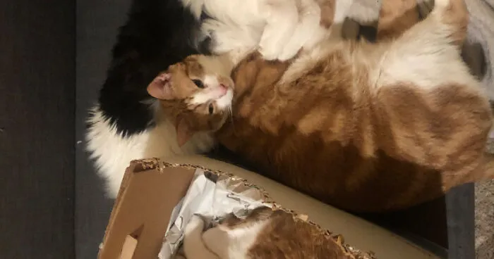 Hey Pandas, Photoshop These Cats (Closed)
