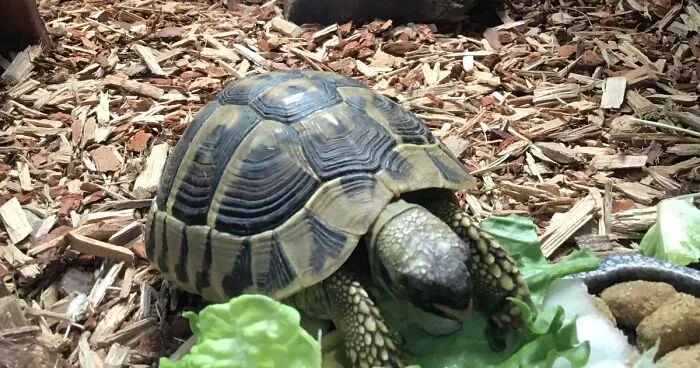 Hey Pandas, Photoshop My Derpy Tortoise