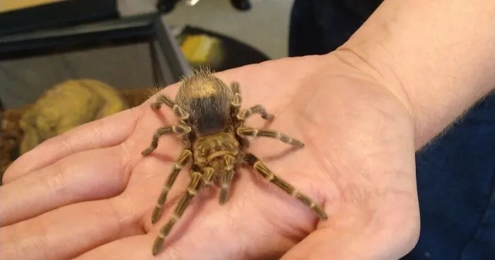 Hey Pandas, Photoshop My Spider (Closed)