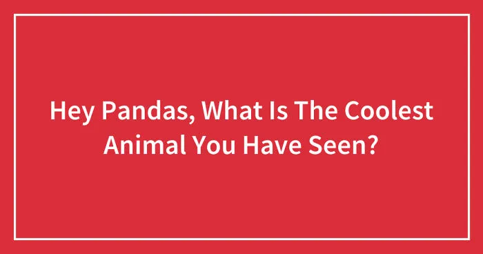 Hey Pandas, What Is The Coolest Animal You Have Seen? (Closed)