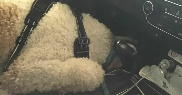 Hey Pandas, Post A Picture Of Your Pet In A Car