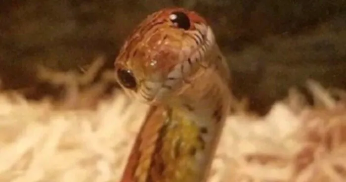 Hey Pandas, Post A Picture Of A Cute Snake