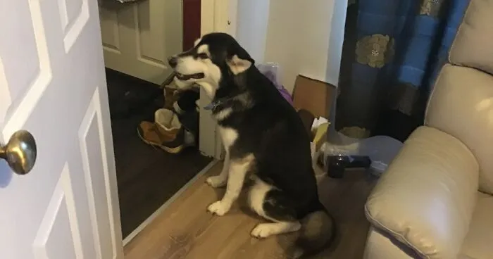 Hey Pandas, Draw My Dog Lassy In Your Own Style (Closed)