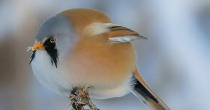 Hey Pandas, Photoshop This Picture Of A Bird
