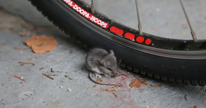 Hey Pandas, Photoshop This Mouse (Closed)