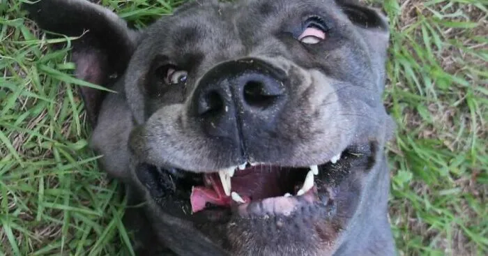 Hey Pandas, Post The Funniest Picture Of Your Pet (Closed)