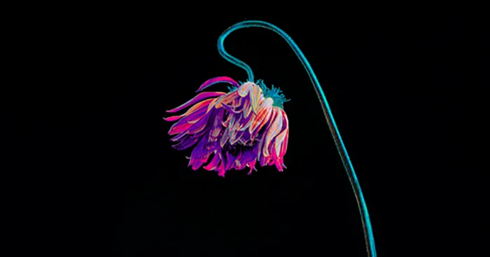 I Saw Beauty In Fading Flowers (8 Pics)