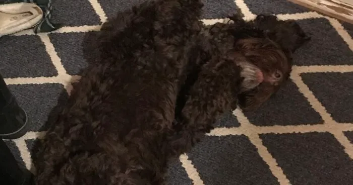 Hey Pandas, Post The Funniest Photo Of Your Dog(s) Here (Closed)