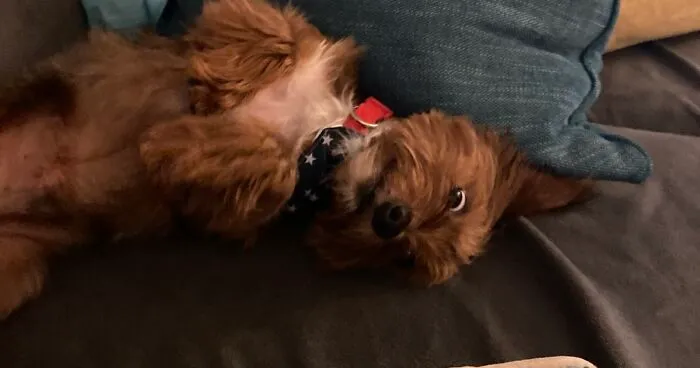 Hey Pandas, Make Your Pet Look Weird In A Photo (Closed)