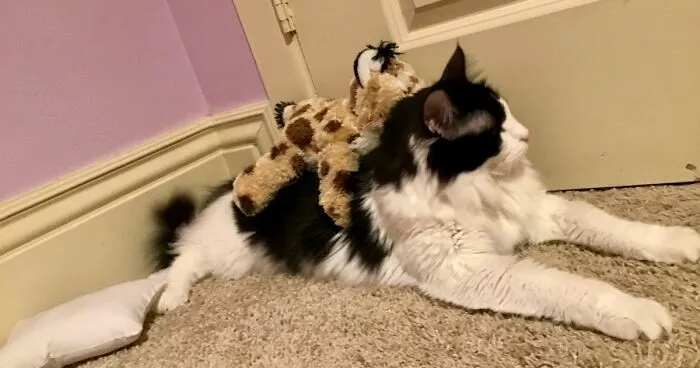 Hey Pandas, Please Photoshop My Cat (Closed)
