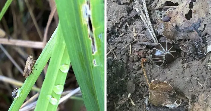 Hey Pandas, Share Some Photos Of Unusual Bugs You've Spotted (Closed)