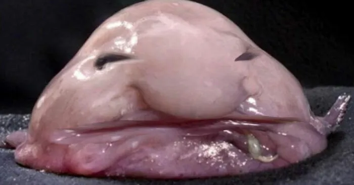 Hey Pandas, Photoshop This Picture Of A Blobfish (Closed)
