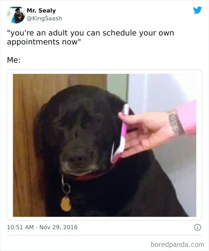 Dog looking unimpressed while a person holds a phone to its ear, capturing funny adult memes humor.