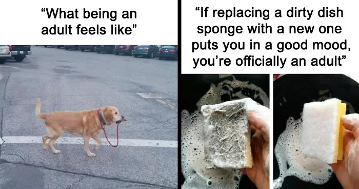 Funny Adult Memes To Have You Rolling On The Floor Laughing