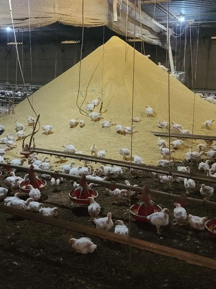 So Part Of The Automated Chicken Feeding System Broke Today
