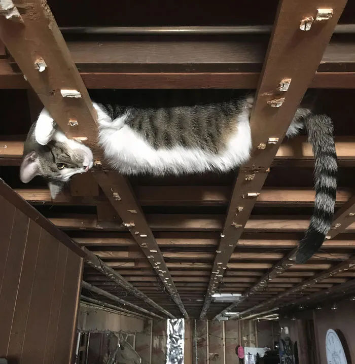 I’m Remodeling My Basement And All The Ceiling Tiles Were Just Removed. I Found My Cat Like This