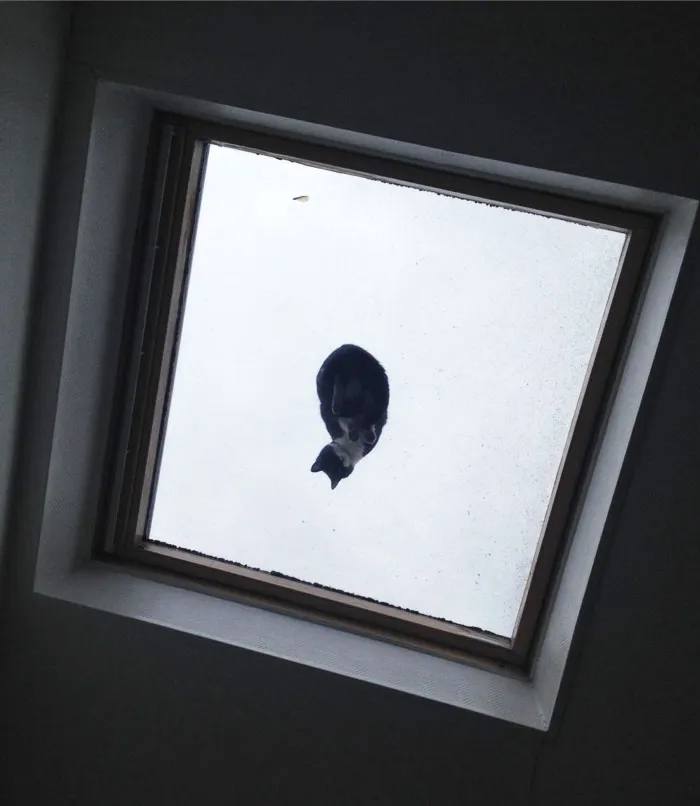So A Cat Decided To Sit On Our Ceiling Window Today